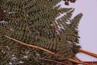 細葉姬蕨藏品圖，第8張