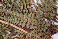 細葉姬蕨藏品圖，第9張