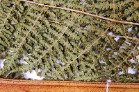 細葉姬蕨藏品圖，第10張