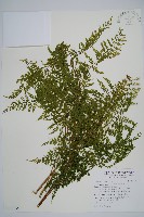 稀子蕨藏品圖，第1張