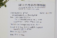 稀子蕨藏品圖，第2張