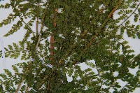 稀子蕨藏品圖，第3張