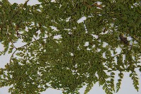 稀子蕨藏品圖，第4張