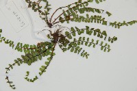 三翅鐵角蕨藏品圖，第3張