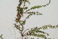 三翅鐵角蕨藏品圖，第4張