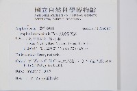 蘭嶼鐵角蕨藏品圖，第2張