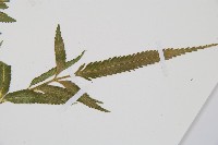 蘭嶼鐵角蕨藏品圖，第3張