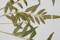 蘭嶼鐵角蕨藏品圖，第4張