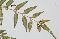 蘭嶼鐵角蕨藏品圖，第5張