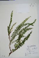 攀緣鱗始蕨藏品圖，第1張