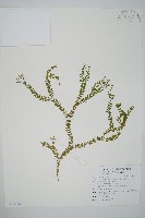 小垂枝石松藏品圖，第1張