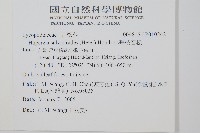 小垂枝石松藏品圖，第2張