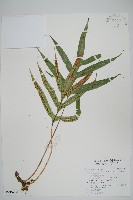 掌葉茀蕨藏品圖，第1張