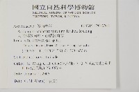 大黑柄鐵角蕨、黃鱗鐵角蕨、大羽鐵角蕨藏品圖，第2張