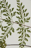 大黑柄鐵角蕨、黃鱗鐵角蕨、大羽鐵角蕨藏品圖，第3張