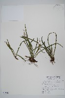 姬書帶蕨藏品圖，第1張