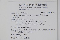 姬書帶蕨藏品圖，第2張