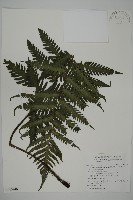 高士佛擬肋毛蕨藏品圖，第1張