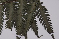 高士佛擬肋毛蕨藏品圖，第3張