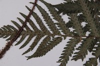 高士佛擬肋毛蕨藏品圖，第4張