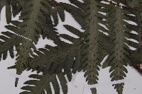 高士佛擬肋毛蕨藏品圖，第5張