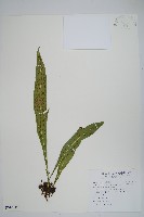 箭葉星蕨藏品圖，第1張