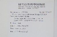 箭葉星蕨藏品圖，第2張