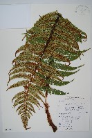 瓦氏鱗毛蕨藏品圖，第1張