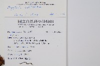 瓦氏鱗毛蕨藏品圖，第2張