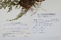 高山金粉蕨藏品圖，第2張