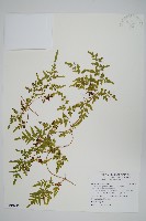 海金沙藏品圖，第1張