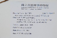 細葉複葉耳蕨藏品圖，第2張