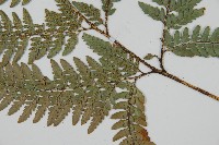 細葉複葉耳蕨藏品圖，第3張