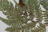 細葉複葉耳蕨藏品圖，第4張