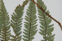 細葉複葉耳蕨藏品圖，第5張