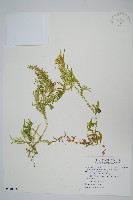 全緣卷柏藏品圖，第1張