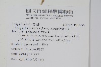 全緣卷柏藏品圖，第2張