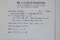 廣葉鋸齒雙蓋蕨藏品圖，第2張