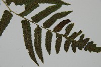 廣葉鋸齒雙蓋蕨藏品圖，第3張