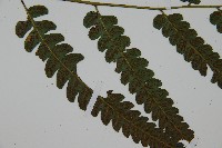 廣葉鋸齒雙蓋蕨藏品圖，第4張