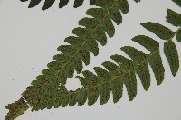 廣葉鋸齒雙蓋蕨藏品圖，第5張