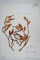 登錄號:P010258藏品圖，第1張