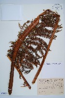 登錄號:P010259藏品圖，第1張