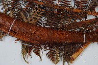 登錄號:P010259藏品圖，第6張