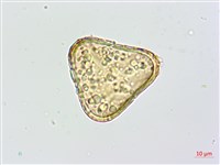 登錄號:P010259藏品圖，第2張