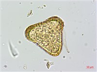 登錄號:P010259藏品圖，第3張