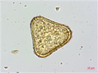 登錄號:P010259藏品圖，第4張