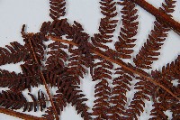 登錄號:P010260藏品圖，第3張