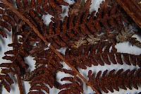 登錄號:P010260藏品圖，第4張