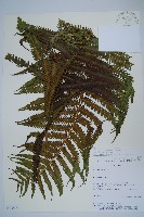 登錄號:P010261藏品圖，第1張